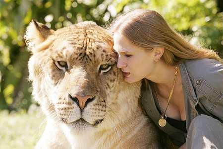 Liger, una cruza de león macho y tigre hembra